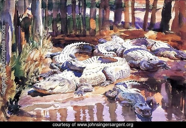 Muddy Aligators